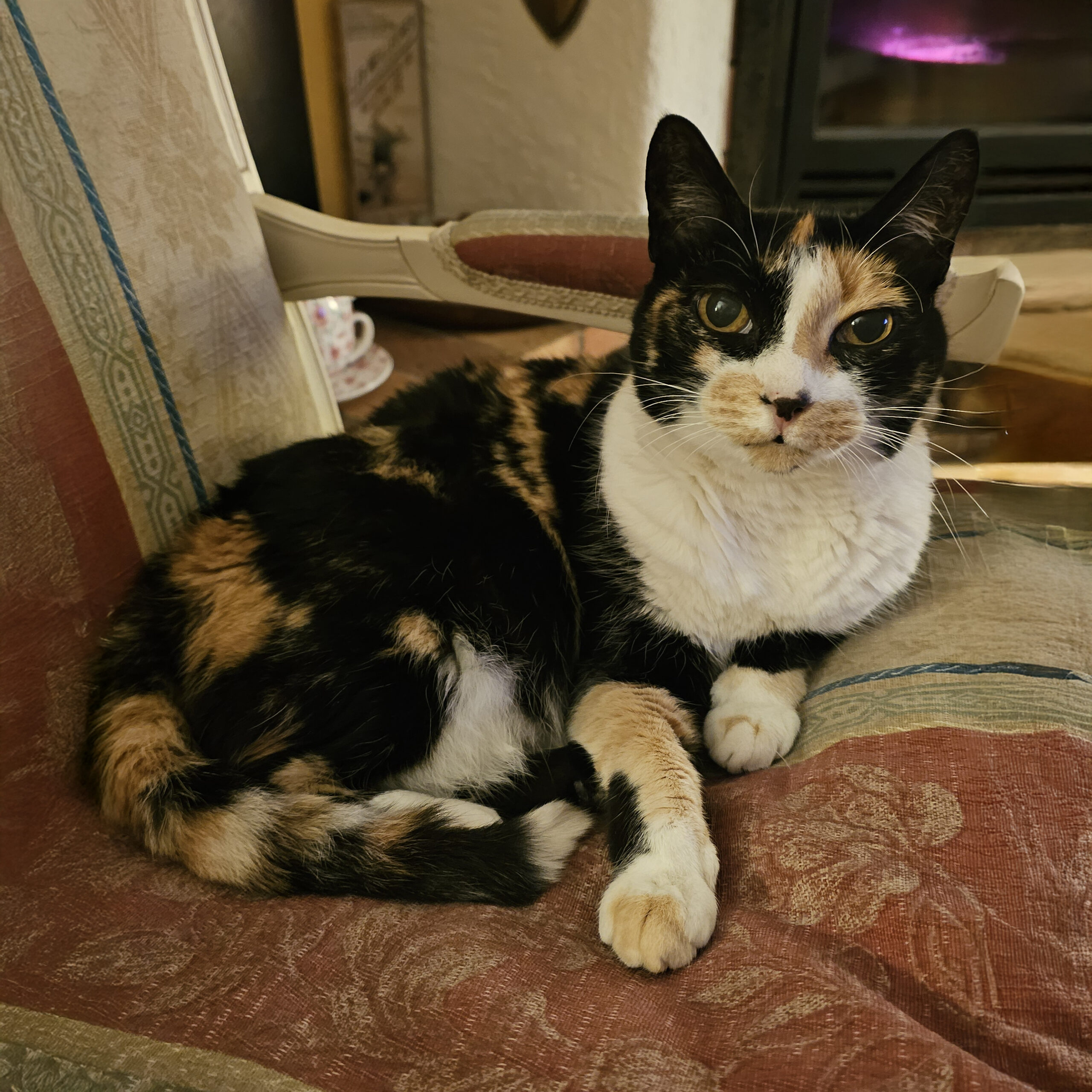 Chat Réglisse témoignage Laurie