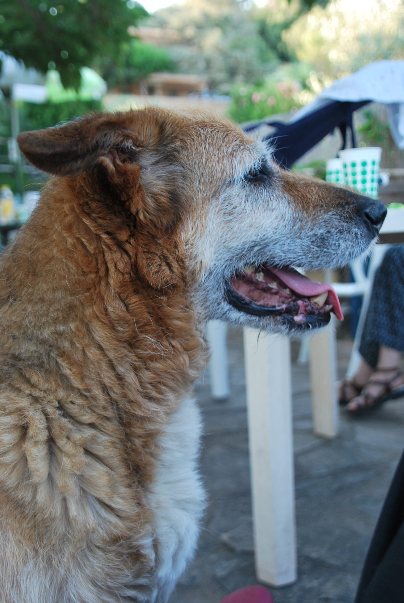 Ma chienne Ganja