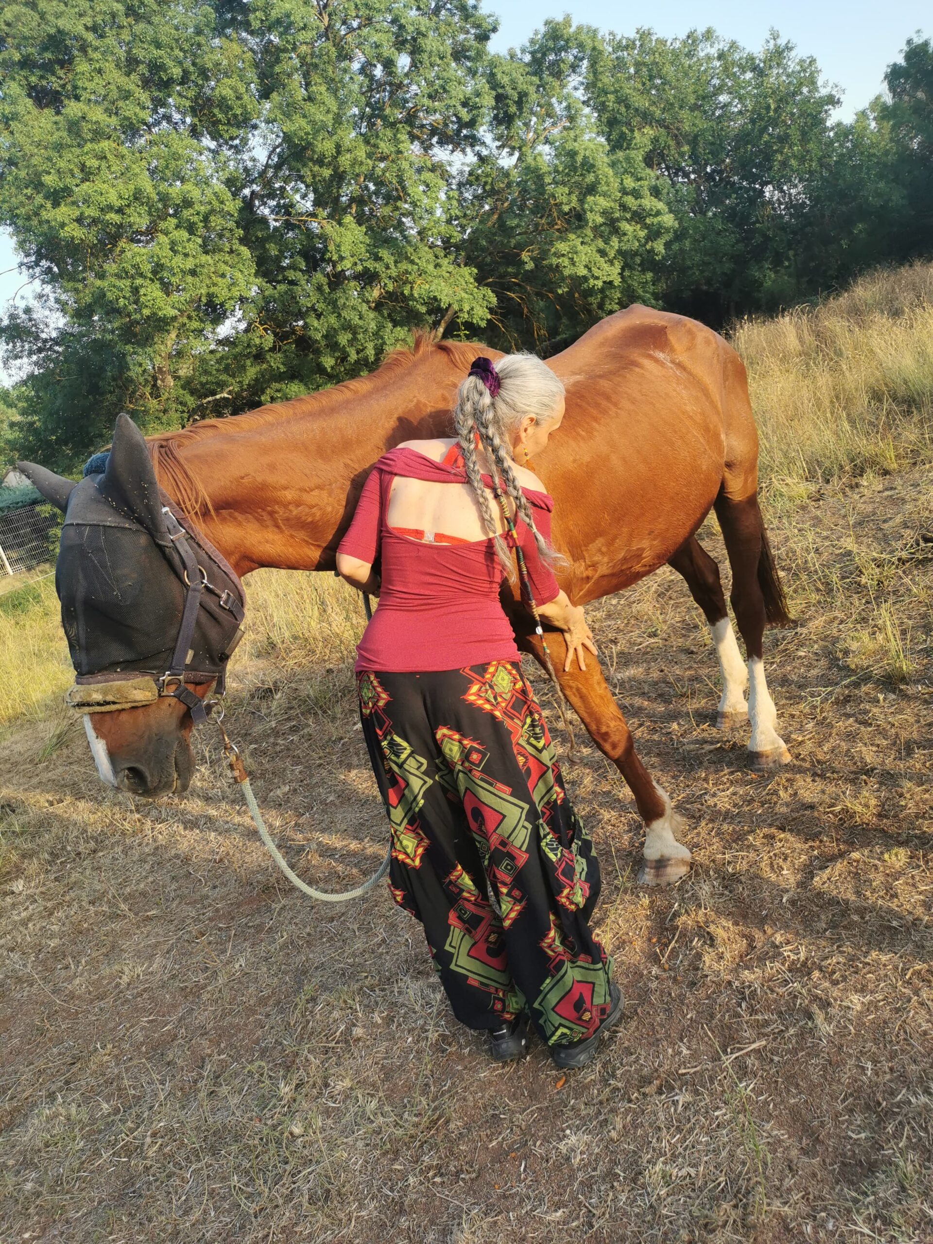 Photo premier soin pour cheval Pharaon