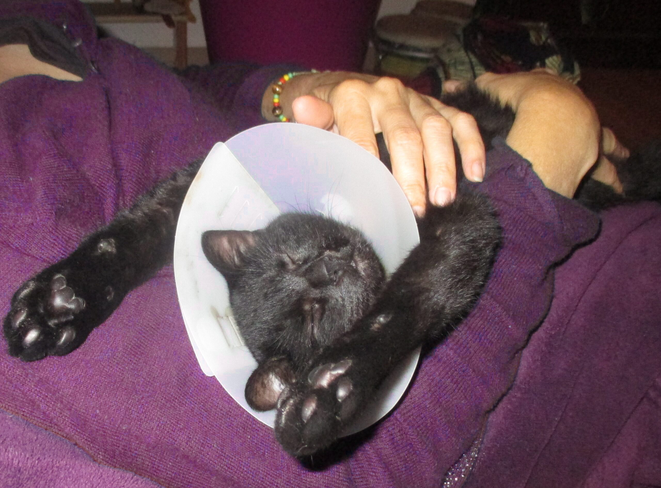 Photo soins sur chat Calypso